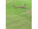 Two deer resting on a grassy lawn at 3505 Tarpon Woods Blvd # K409, Palm Harbor, FL 34685