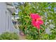 Close-up of vibrant pink hibiscus flower in the garden at 860 25Th N Ave, St Petersburg, FL 33704