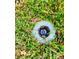 A close-up of an automatic sprinkler system head in the lawn at 3915 W San Pedro St, Tampa, FL 33629