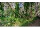 Lush backyard with mature trees and dense vegetation at 943 Lucas Ln, Oldsmar, FL 34677