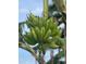 Bunch of green bananas on a tree at 620 Boca Ciega Isle Dr, St Pete Beach, FL 33706