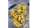 Pile of ripe yellow bananas at 620 Boca Ciega Isle Dr, St Pete Beach, FL 33706