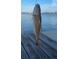 Redfish hanging from a dock at 620 Boca Ciega Isle Dr, St Pete Beach, FL 33706