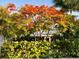 Vibrant red flowers in full bloom in front of the house at 105 162Nd Ave, Redington Beach, FL 33708
