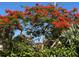 Stunning flowering tree with vibrant red blossoms at 105 162Nd Ave, Redington Beach, FL 33708
