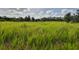 Serene, expansive land with tall grasses at 19212 Grange Hall Loop, Wimauma, FL 33598