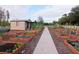 Community garden with raised garden beds and well-maintained pathways at 5011 Sandy Brook Cir, Wimauma, FL 33598