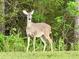 Deer standing on the lawn near green vegetation at 5011 Sandy Brook Cir, Wimauma, FL 33598