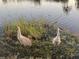 Two sandhill cranes wadding in a shallow pond at 5011 Sandy Brook Cir, Wimauma, FL 33598