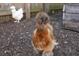 Fluffy chickens in a cozy backyard setting at 3508 N Dartmouth Ave, Tampa, FL 33603