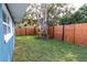 Private backyard with a new wood fence and lush lawn at 1466 Laconia W Dr, Clearwater, FL 33764