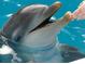 Close-up of a dolphin being hand-fed at 1216 S Missouri Ave # 317, Clearwater, FL 33756