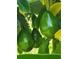 Fresh avocados hanging on tree in the backyard at 708 Tower Grove Dr, Plant City, FL 33567