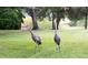 Two sandhill cranes in grassy area at 12818 Royal George Ave, Odessa, FL 33556