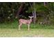 Single white-tailed deer in wooded area at 12818 Royal George Ave, Odessa, FL 33556