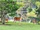 Doe and two fawns by pond at 12818 Royal George Ave, Odessa, FL 33556
