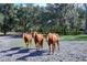 Three horses in a sunny paddock at 8345 Shenandoah Run, Wesley Chapel, FL 33544