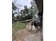 Backyard with overgrown vegetation and a fallen palm tree at 2733 34Th N Ave, St Petersburg, FL 33713