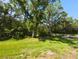 Natural backyard with lush greenery and mature trees at 3077 Branch, Clearwater, FL 33760