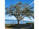 Peaceful waterfront view with large tree and walking path at 6104 Palma Del Mar S Blvd # 104, St Petersburg, FL 33715