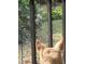 Backyard view of a deer visiting a home, as viewed by a dog inside the home at 2912 Star Apple Ct, Palm Harbor, FL 34684