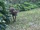 White-tailed deer in a lush, natural setting at 2912 Star Apple Ct, Palm Harbor, FL 34684