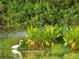 Great egret in a tranquil waterfront scene with lush greenery at 29242 Caddyshack Ln, San Antonio, FL 33576