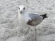A seagull stands on a sandy beach at 4902 31St S Ave # 117, Gulfport, FL 33707
