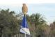 Red-shouldered hawk perched atop a golf course flag at 10626 Restoration Ter, Bradenton, FL 34212