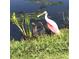 Roseate Spoonbill bird standing in a grassy area near the water at 10626 Restoration Ter, Bradenton, FL 34212