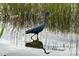 A Little Blue Heron wading in a marsh at 10626 Restoration Ter, Bradenton, FL 34212