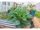 Large collard greens thrive in the backyard garden at 11714 Sunburst Marble Rd, Riverview, FL 33579