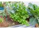 Fresh celery growing amongst other garden vegetables at 11714 Sunburst Marble Rd, Riverview, FL 33579