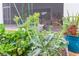 Close-up of broccoli plants growing in a garden bed at 11714 Sunburst Marble Rd, Riverview, FL 33579