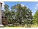Large oak tree in the backyard at 1571 Oceanview Dr, St Petersburg, FL 33715