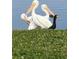 Pelicans and cormorant by the water at 5215 Coquina Key Se Dr # A, St Petersburg, FL 33705