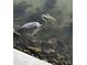 Great Blue Heron near waterfront at 5215 Coquina Key Se Dr # A, St Petersburg, FL 33705
