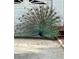 A vibrant peacock displays its plumage at 2201 Park N St, St Petersburg, FL 33710