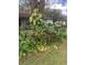 Lush tropical landscaping next to house at 5824 58Th Street Ct, Tampa, FL 33619