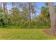 Peaceful backyard view with mature trees and lush vegetation at 15890 Sanctuary Dr, Tampa, FL 33647