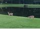 Two deer graze peacefully in a lush green field at 1488 Pine Glen Ln # B2, Tarpon Springs, FL 34688