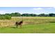 Horse standing in pasture with trees in background at 12405 Stonelake Ranch Blvd, Thonotosassa, FL 33592