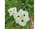 Close-up of delicate white flowers with dark centers at 19387 Hidden Oaks Dr, Brooksville, FL 34604