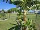 Banana tree in backyard with chain link fence and grass at 16064 Minorca Dr, Punta Gorda, FL 33955