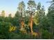 Tall trees with Spanish moss in natural setting at 2721 Tarragona Way, Wesley Chapel, FL 33543