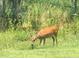 Deer grazing in a lush, natural landscape at 2721 Tarragona Way, Wesley Chapel, FL 33543