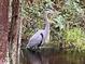 Great Blue Heron in a tranquil wetland setting at 2721 Tarragona Way, Wesley Chapel, FL 33543