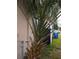 Palm tree next to the side of a tan house at 1106 Carlton St, Clearwater, FL 33755