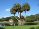 Picturesque landscaping with mature palm trees at 3001 58Th S Ave # 701, St Petersburg, FL 33712