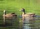 Two ducks enjoying the calm waters of the pond at 3001 58Th S Ave # 701, St Petersburg, FL 33712